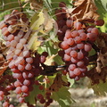 VIGNE (Vitis vinifera) -  RAISIN : cépage SEMILLON GRIS (CONDOM - 32 - Domaine de GENSAC)