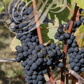 VIGNE (Vitis vinifera) -  RAISIN : cépage SYRAH (CONDOM - 32 - Domaine de GENSAC)