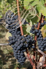 VIGNE (Vitis vinifera) -  RAISIN : cépage SYRAH (CONDOM - 32 - Domaine de GENSAC)