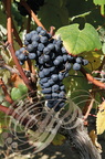 VIGNE (Vitis vinifera) -  RAISIN : cépage TANNAT (CONDOM - 32 - Domaine de GENSAC)