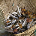 PERCHÈDE - étang du PESQUÉ  (mis en assec) -  Black Bass et Sandres pêchés au filet