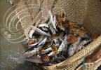 PERCHÈDE - étang du PESQUÉ  (mis en assec) -  Black Bass et Sandres pêchés au filet