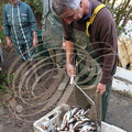 PERCHÈDE - étang du PESQUÉ  (mis en assec) - gardons pêchés au filet