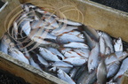 PERCHÈDE - étang du PESQUÉ  (mis en assec) - gardons pêchés au filet 