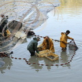 PERCHÈDE - étang du PESQUÉ  (mis en assec) - pêche des poissons au filet  