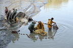 PERCHÈDE - étang du PESQUÉ  (mis en assec) - pêche des poissons au filet  