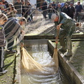PERCHÈDE - étang du PESQUÉ  (mis en assec) -  récupération des poissons dans les bassins