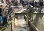 PERCHÈDE - étang du PESQUÉ  (mis en assec) -  récupération des poissons dans les bassins