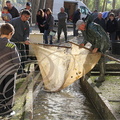 PERCHÈDE - étang du PESQUÉ  (mis en assec) - récupération des poissons dans les bassins 