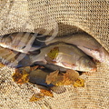 PERCHÈDE - étang du PESQUÉ  (mis en assec) - tanches pêchées au filet