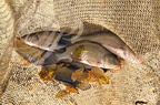 PERCHÈDE - étang du PESQUÉ  (mis en assec) - tanches pêchées au filet