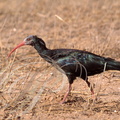 IBIS CHAUVE (Geronticus eremita) - Maroc