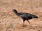 IBIS CHAUVE (Geronticus eremita) - Maroc