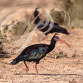 IBIS CHAUVE (Geronticus eremita) - Maroc    
