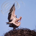 CIGOGNES BLANCHES (Ciconia ciconia) - accouplement sur le nid (Maroc)