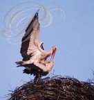 CIGOGNES BLANCHES (Ciconia ciconia) - accouplement sur le nid (Maroc)
