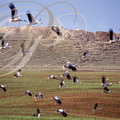 CIGOGNES BLANCHES (Ciconia ciconia) - rassemblement dans un champ (Maroc)