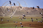 CIGOGNES BLANCHES (Ciconia ciconia) - rassemblement dans un champ (Maroc)