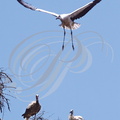 CIGOGNES BLANCHES (Ciconia ciconia) - jeune s'entraînant au vol au-dessus du nid (Maroc)
