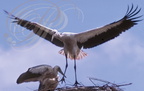 CIGOGNES BLANCHES (Ciconia ciconia) - jeune s'entraînant au vol au-dessus du nid (Maroc)