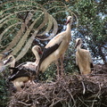 CIGOGNES BLANCHES (Ciconia ciconia) - jeunes sur le nid avant l'envol (Maroc) 