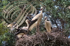 CIGOGNES BLANCHES (Ciconia ciconia) - jeunes sur le nid avant l'envol (Maroc) 