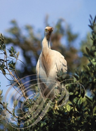 HÉRON GARDE-BOEUFS (Bubulcus ibis)