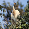 HÉRON GARDE-BOEUFS (Bubulcus ibis)
