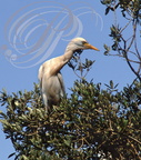 HÉRON GARDE-BOEUFS (Bubulcus ibis) 