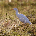 HÉRON GARDE-BOEUFS (Bubulcus ibis) sur son terrain de chasse