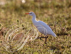 HÉRON GARDE-BOEUFS (Bubulcus ibis) sur son terrain de chasse