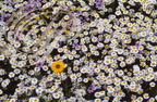CAMOMILLE PRÉCOCE (Ormenis praecox) : fleurs blanches et ÉRODIUM PRÉCOCE (Erodium praecox) : fleurs violettes - Maroc