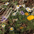 CAMOMILLE PRÉCOCE (Ormenis praecox) : fleurs blanches et CLADANTHE d'ARABIE (Cladanthus arabicus) : fleurs jaunes 