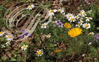 CAMOMILLE PRÉCOCE (Ormenis praecox) : fleurs blanches et CLADANTHE d'ARABIE (Cladanthus arabicus) : fleurs jaunes 