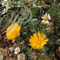 CLADANTHE d'ARABIE (Cladanthus arabicus) et CAMOMILLE PRÉCOCE (Ormenis praecox) - Maroc