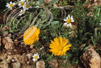 CLADANTHE d'ARABIE (Cladanthus arabicus) et CAMOMILLE PRÉCOCE (Ormenis praecox) - Maroc