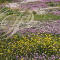 ÉRODIUM PRÉCOCE (Erodium praecox) : fleurs violettes, CRUCIFÈRES : fleurs jaunes et CAMOMILLE PRÉCOCE (Ormenis preacox) : fleurs blanches - Maroc