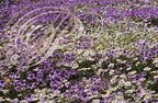 ÉRODIUM PRÉCOCE (Erodium praecox) : fleurs violettes et CAMOMILLE PRÉCOCE (Ormenis preacox) : fleurs blanches - Maroc