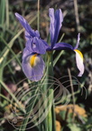 IRIS DE TANGER (Iris tingitana) - Maroc