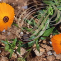 SOUCI BICOLORE (Calendula stellata) -  Maroc