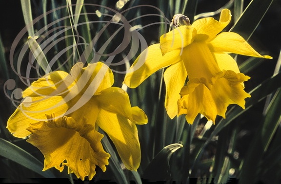 JONQUILLE (Narcissus jonquilla)