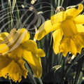 JONQUILLE (Narcissus jonquilla)