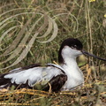 AVOCETTE ÉLÉGANTE (Recuvirostra avosetta)