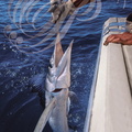 MOHAMMEDIA (Maroc) - pêche  ("no kill") au MARLIN BLANC (Tetrapturus albidus)