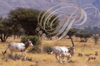 ORYX algazelle - Oryx blanc - Scimitar-horned Oryx - Oryx gazella dammah