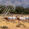 ORYX ALGAZELLE ou ORYX BLANC (Oryx dammah) 