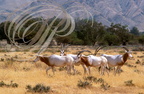ORYX ALGAZELLE ou ORYX BLANC (Oryx dammah) 