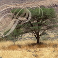 ACACIA FAUX GOMMIER (Acacia raddiana)