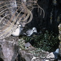 PÉTREL FULMAR ou PÉTREL BORÉAL (Fulmarus glacialis) - aire de nidification : Réserve de Handa (Écosse)