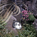 PÉTREL FULMAR ou PÉTREL BORÉAL (Fulmarus glacialis) sur son nid